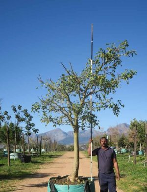 Erythrina Caffra 1000lt