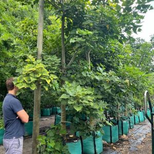 Erythrina Lysistemon 250lt Tree