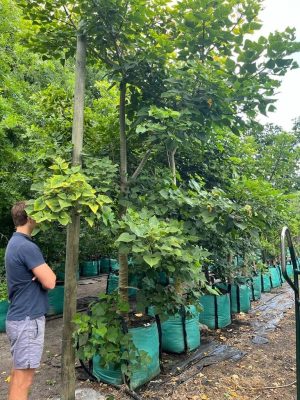 Erythrina Lysistemon 250lt Tree