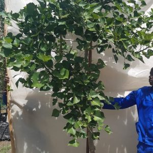 Erythrina-lysistemon-70lt-RH.jpg Coral Tree 70lt