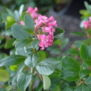 Escallonia Pink Princess 10lt