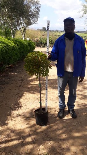 Syzygium Paniculatum 10lt Lollipop