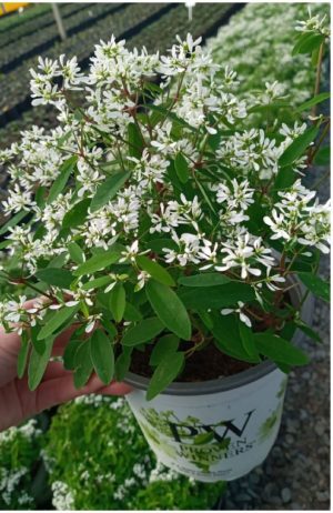 Euphorbia-Diamond-Star-17cm-Pot-e1625836705350.jpg Euphorbia Diamond Star 17cm Pot