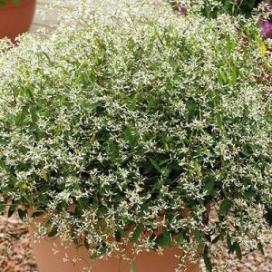 Euphorbia HipHop Kilimanjaro 14cm Pot