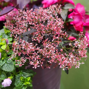 Euphorbia 'Tickled Pink' 17cm Pot