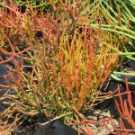 Euphorbia-tirucalli-Firesticks.jpg Euphorbia Tirucalli Firesticks 20lt