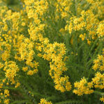 Euryops Virgineus 15cm Pot