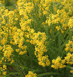 Euryops Virgineus 15cm Pot Euryops Virgineus 15cm Pot