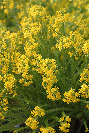 Euryops Virgineus 15cm Pot