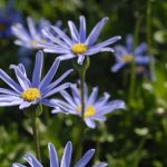 Felicia Felicity Tara Blue 14cm Pot