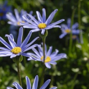 Felicia Felicity Tara Blue 14cm Pot