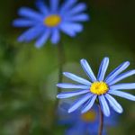 Felicia Amelloides Nice Blue 15cm Pot