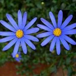 Felicia Echinata Blue 4lt