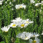 Felicia-echinata-white.webp Felicia Echinata White 4lt