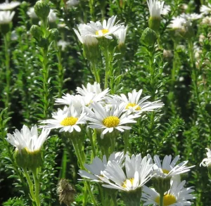 Felicia Echinata White 4lt