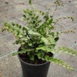 Pellaea Rotundifolia 14cm Pot Common Name: Button Fern