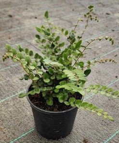 Pellaea Rotundifolia 14cm Pot Common Name: Button Fern