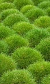 Festuca Scoparia Multi Pot Tray