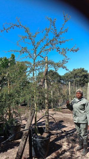 Acacia Xanthophloea 125lt (Fever Tree)