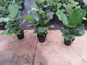 Ficus Lyrata 19cm Pot