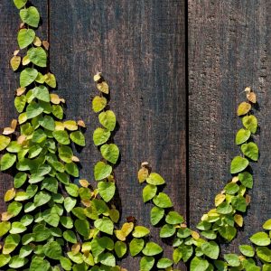 Ficus Repens/Pumila 10lt (Tickey Creeper)