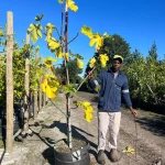 Fig Toulouse Tree 70lt