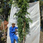 Ficus Benjamina 70lt