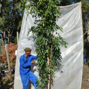Ficus-benjamina-70lt-RH.webp Ficus Benjamina 70lt