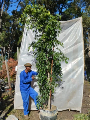 Ficus-benjamina-70lt-RH.webp Ficus Benjamina 70lt
