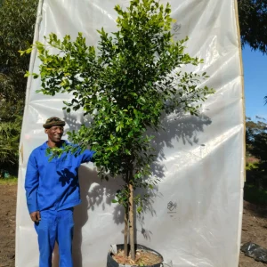 Ficus microcarpa 70lt Ficus microcarpa 70lt