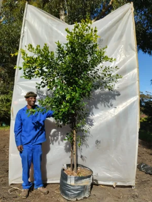 Ficus microcarpa 70lt