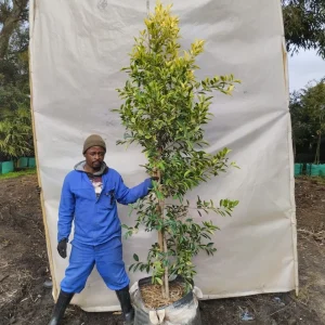Ficus-microcarpa-Gold-King.webp Ficus Microcarpa 'Gold King' 70lt