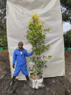Ficus Microcarpa 'Gold King' 70lt