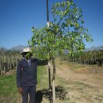 Ficus Natalensis 40lt Common Name: Natal Fig, Mutuba Tree