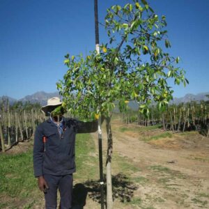 Ficus Natalensis 40lt Common Name: Natal Fig, Mutuba Tree