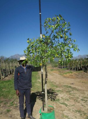 Ficus natalensis 40L (B03)_1900197727_a40l Ficus Natalensis 40lt Common Name: Natal Fig, Mutuba Tree