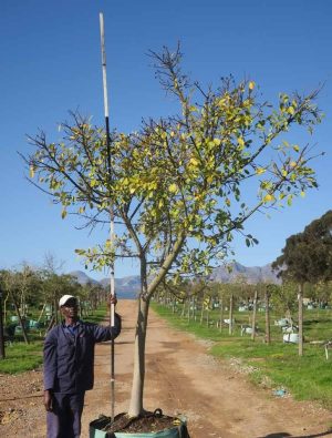 Ficus-natalensis-Natal-Fig-1.jpg