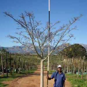 Ficus-natalensis-Natal-Fig-2.jpg Ficus Natalensis 200lt