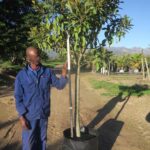 Ficus rubiginosa 100lt (Rusty Fig)