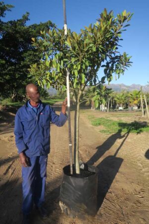 Ficus rubiginosa 100lt (Rusty Fig)