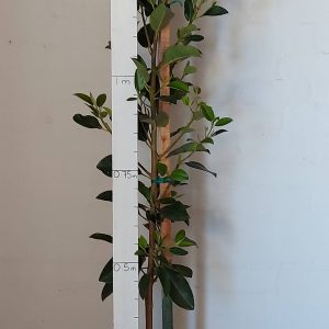 Ficus Rubiginosa 20lt