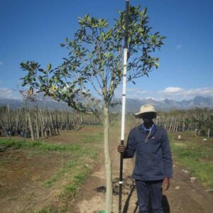 Ficus rubiginosa 40lt Common Name: Rusty Fig, Port Jackson Ficus rubiginosa 40lt Common Name: Rusty Fig, Port Jackson
