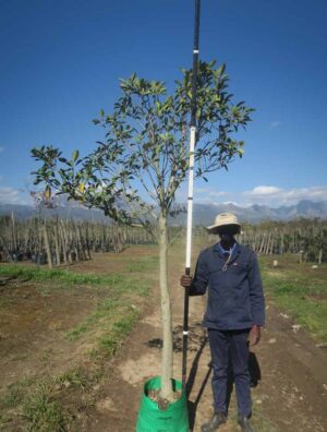 Ficus rubiginosa 40lt Common Name: Rusty Fig, Port Jackson