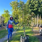 Ficus Rubiginosa 70lt