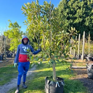 Ficus-rubiginosa-70lt-G.webp Ficus Rubiginosa 70lt