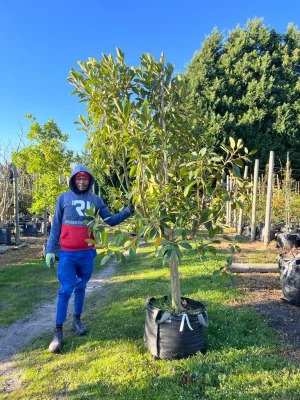 Ficus Rubiginosa 70lt