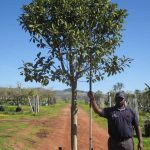 Ficus-rubiginosa-Australian-Fig-1.jpg