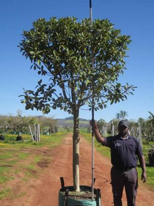 Ficus-rubiginosa-Australian-Fig-1.jpg Ficus Rubiginosa 200lt