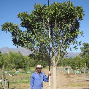 Ficus-rubiginosa-Australian-Fig.jpg