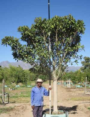Ficus-rubiginosa-Australian-Fig.jpg